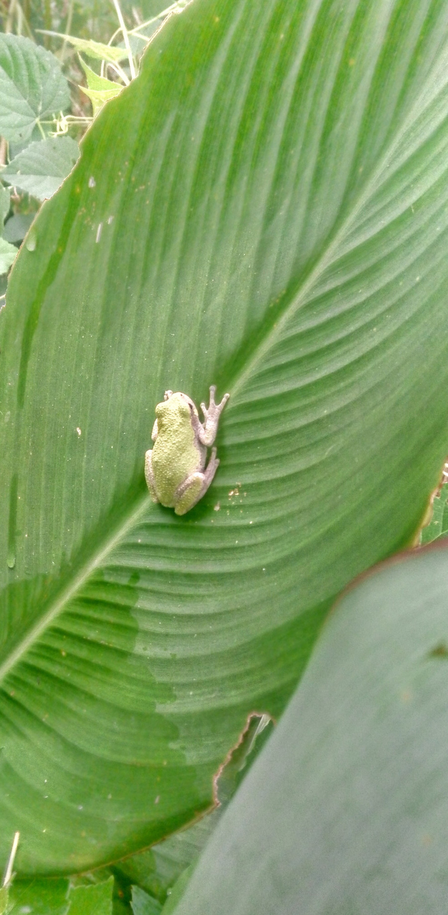 frog on canna